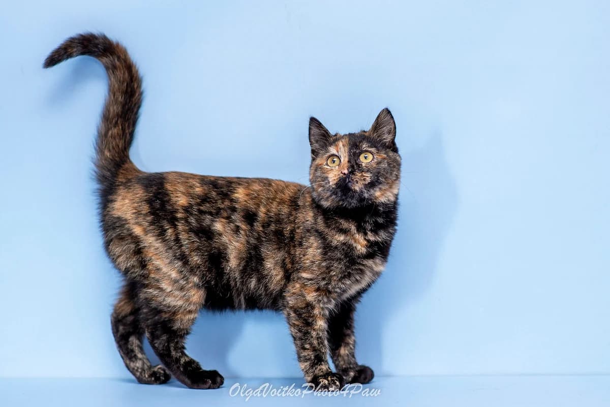 Ideta (Ідета), female Mixed Breed for adoption at Dobri Ruky, Kyiv