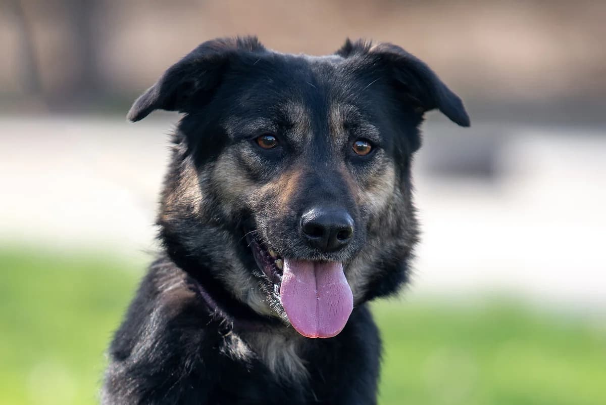 Krista (Кріста), female Mixed Breed for adoption at Dobri Ruky, Kyiv