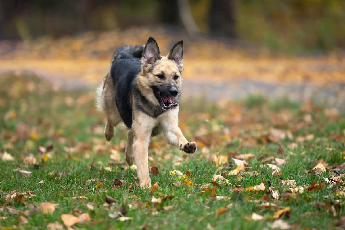 Kortni (Кортні), female Mixed Breed for adoption at Dobri Ruky, Kyiv