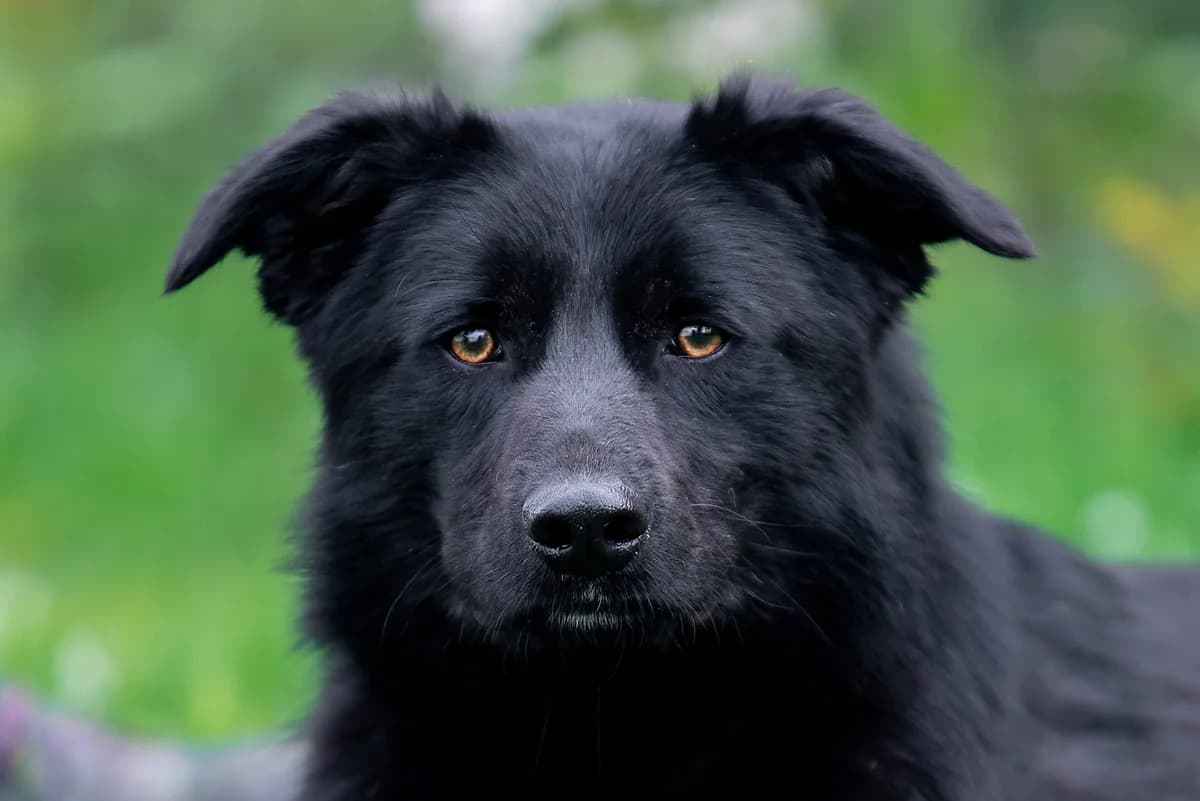 Ksav’yer (Ксав’єр), male Mixed Breed for adoption at Dobri Ruky, Kyiv