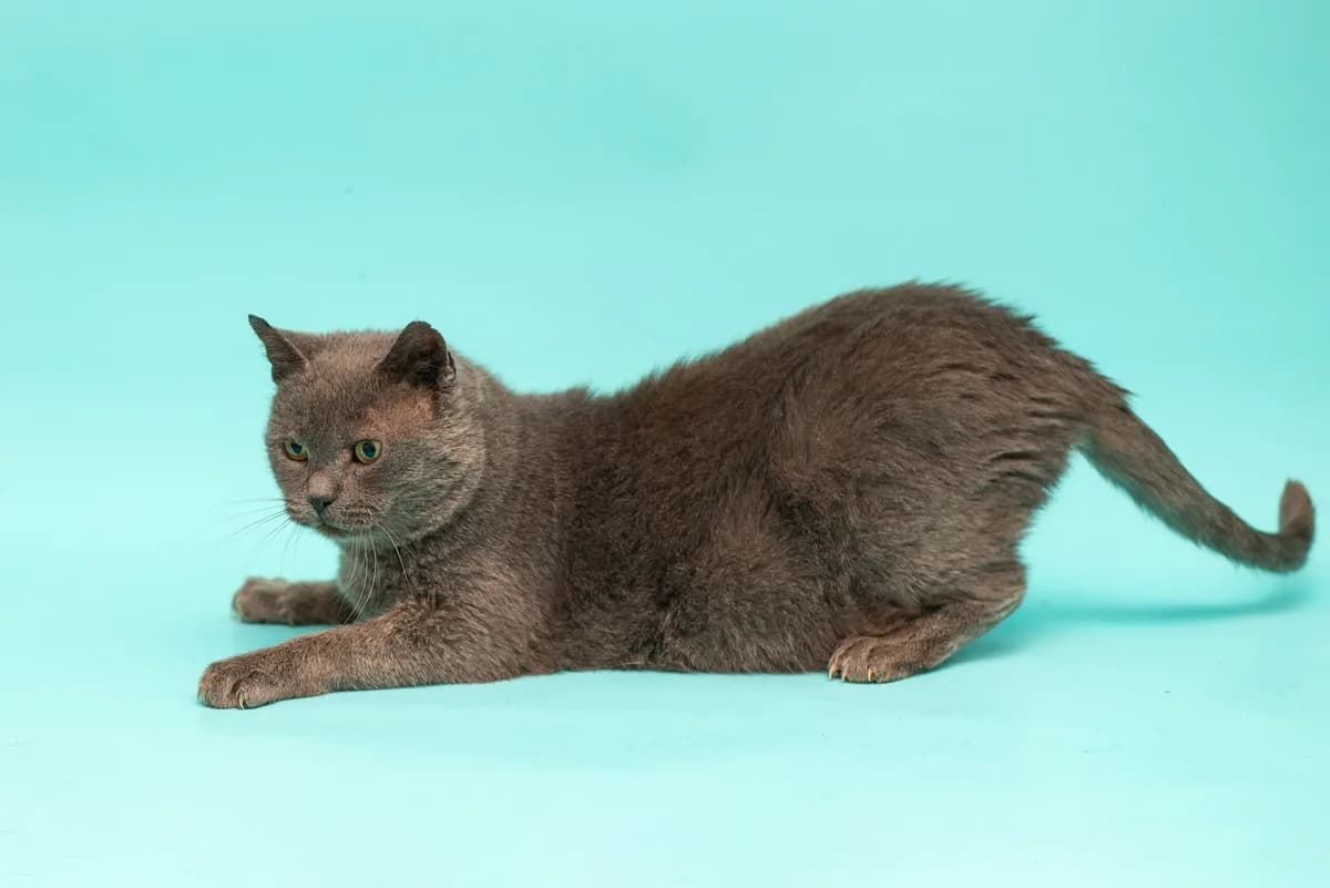 Sirko (Сірко), male Mixed Breed for adoption at Dobri Ruky, Kyiv
