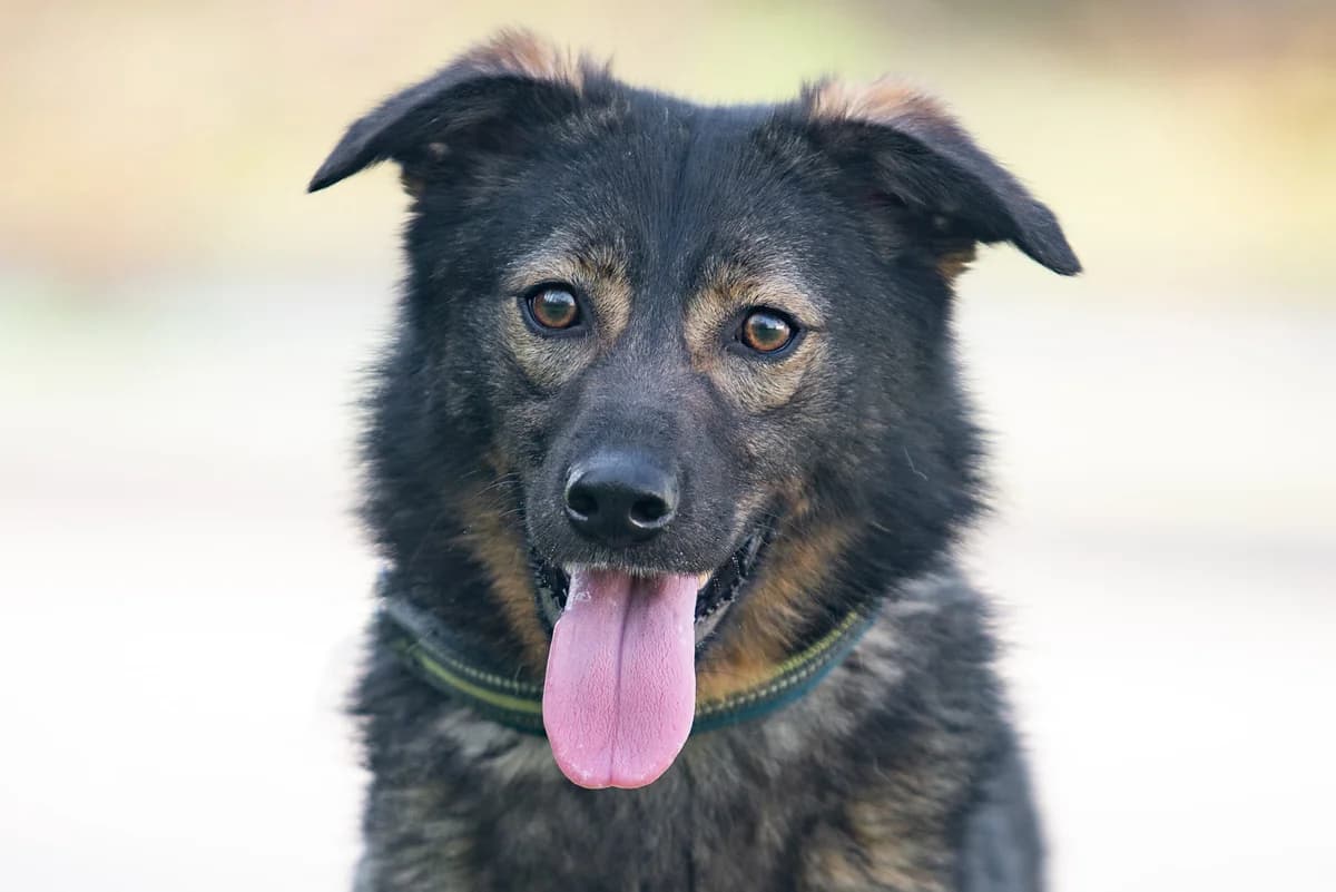 Kesha (Кеша), female Mixed Breed for adoption at Dobri Ruky, Kyiv