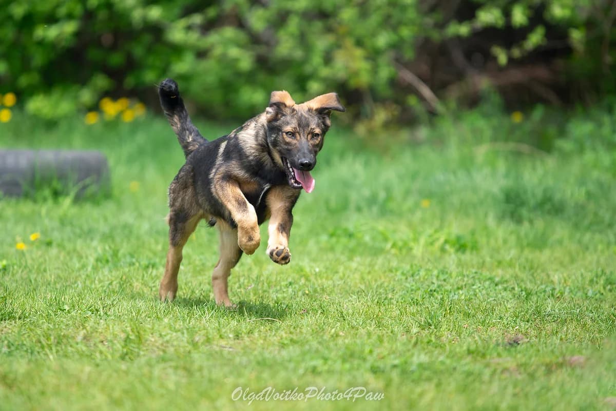 Kolt (Кольт), male Mixed Breed for adoption at Dobri Ruky, Kyiv