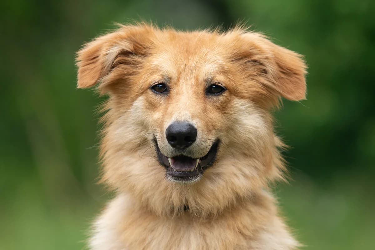 Lolli (Лоллі), female Mixed Breed for adoption at Dobri Ruky, Kyiv