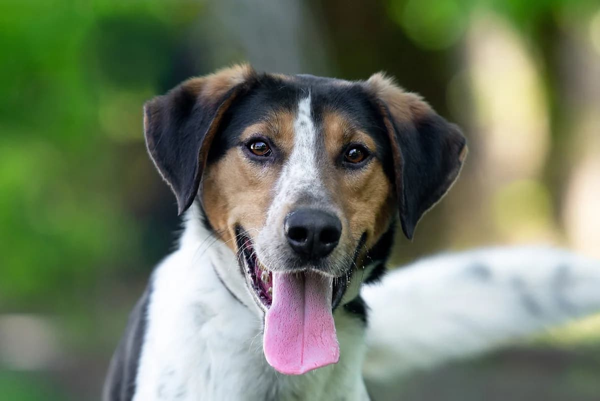 Freddi (Фредді), male Mixed Breed for adoption at Dobri Ruky, Kyiv