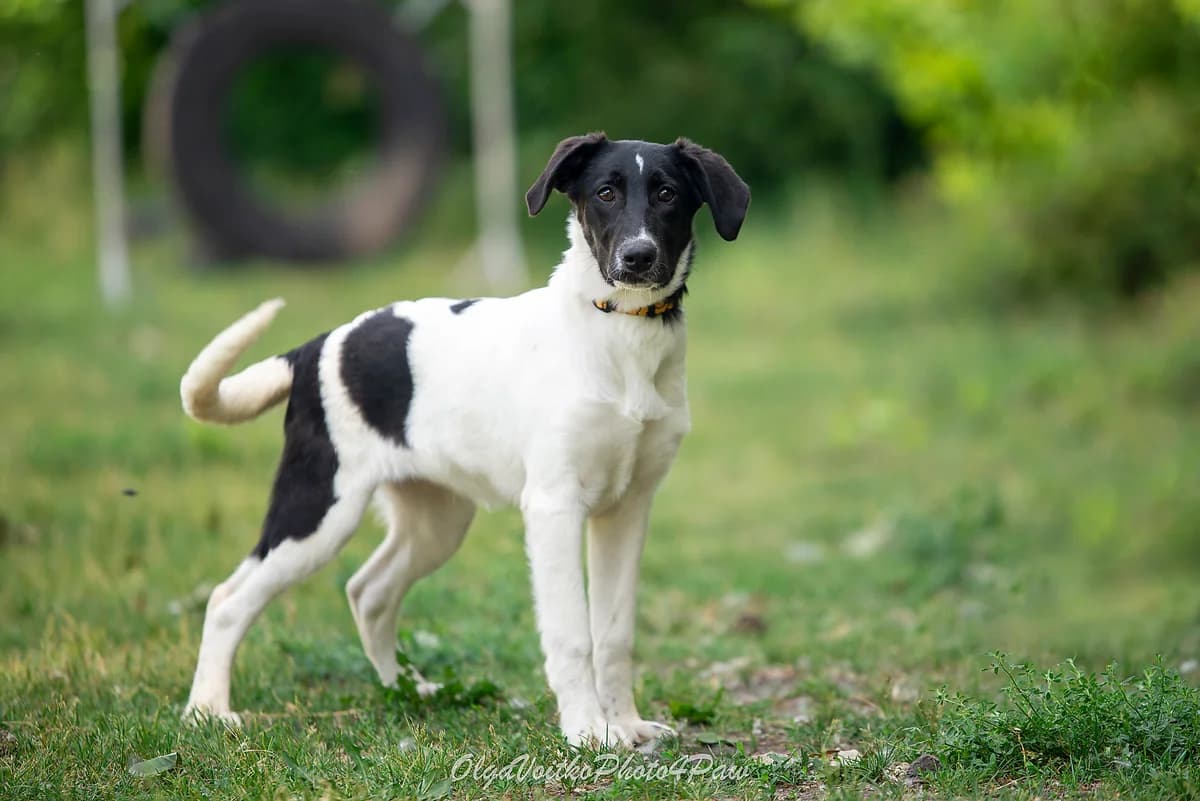 Nayya (Найя), female Mixed Breed for adoption at Dobri Ruky, Kyiv