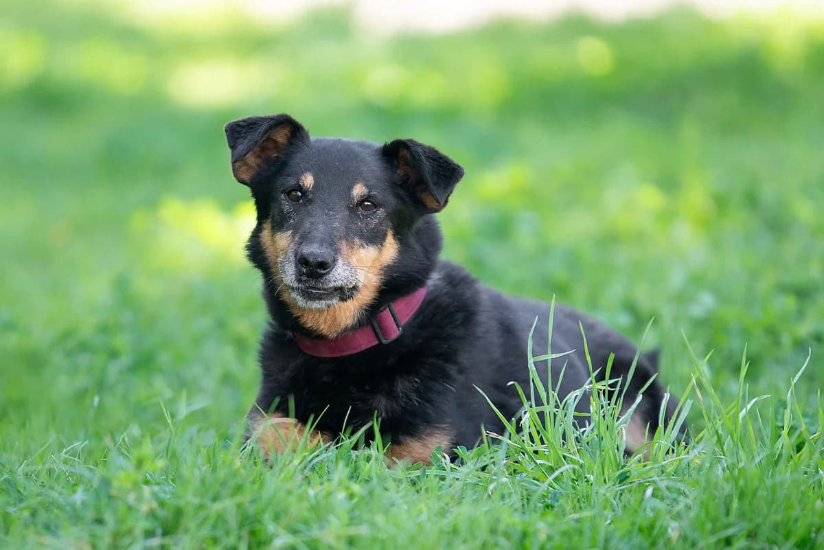 Chani (Чані), female Mixed Breed for adoption at Dobri Ruky, Kyiv