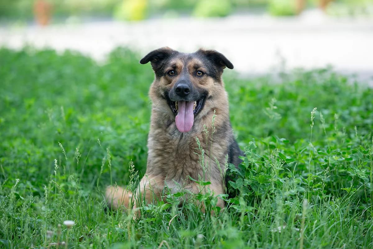 Sem (Сем), male Mixed Breed for adoption at Dobri Ruky, Kyiv