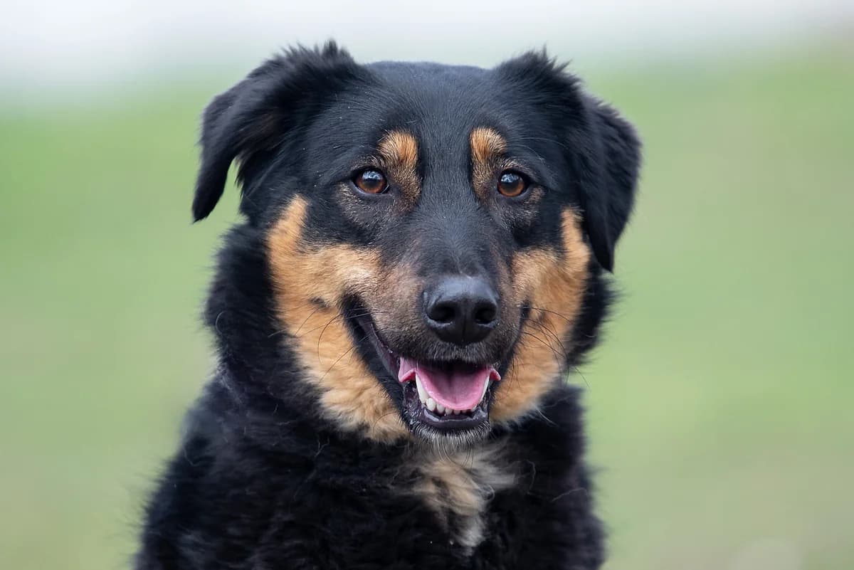 Salli (Саллі), male Mixed Breed for adoption at Dobri Ruky, Kyiv