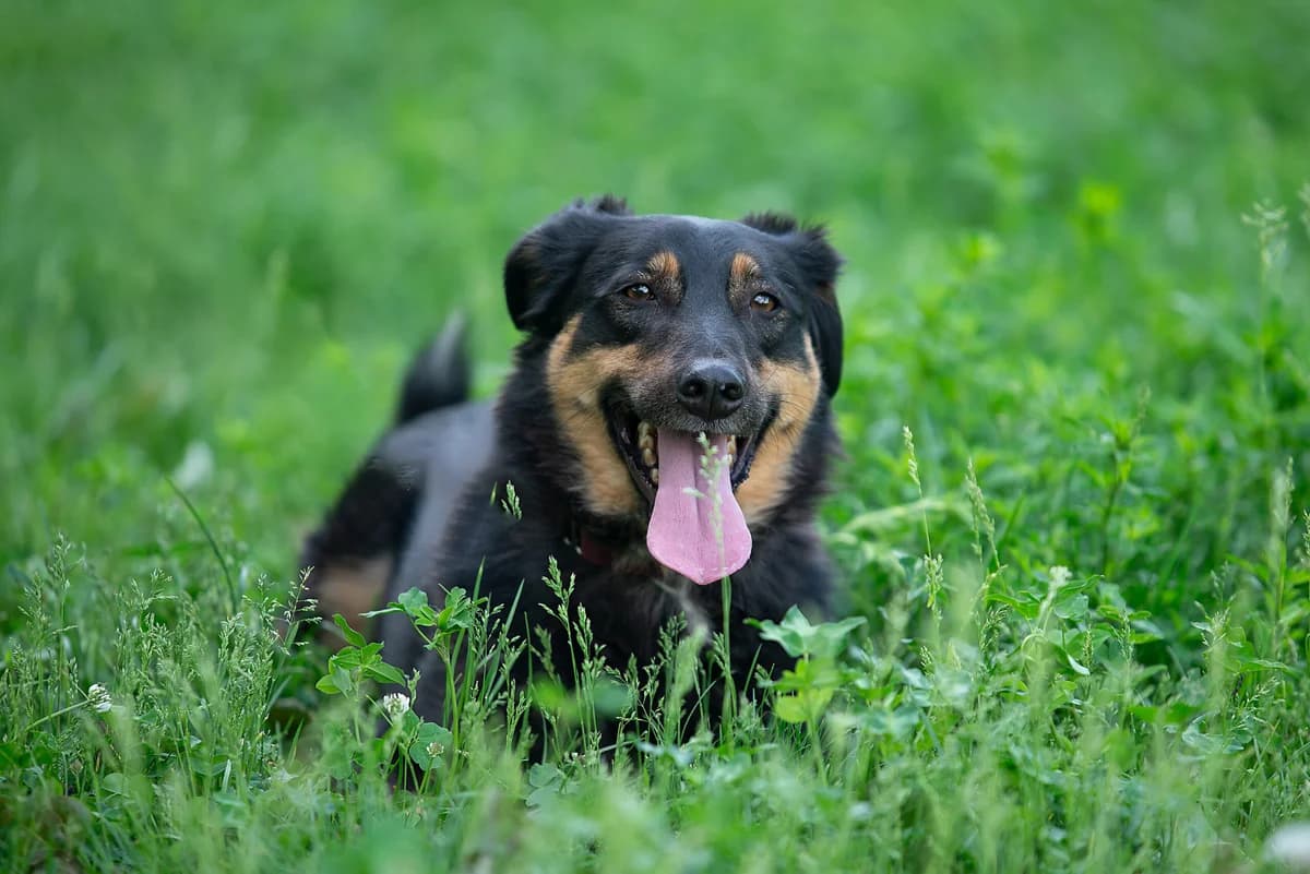 Salli (Саллі), male Mixed Breed for adoption at Dobri Ruky, Kyiv