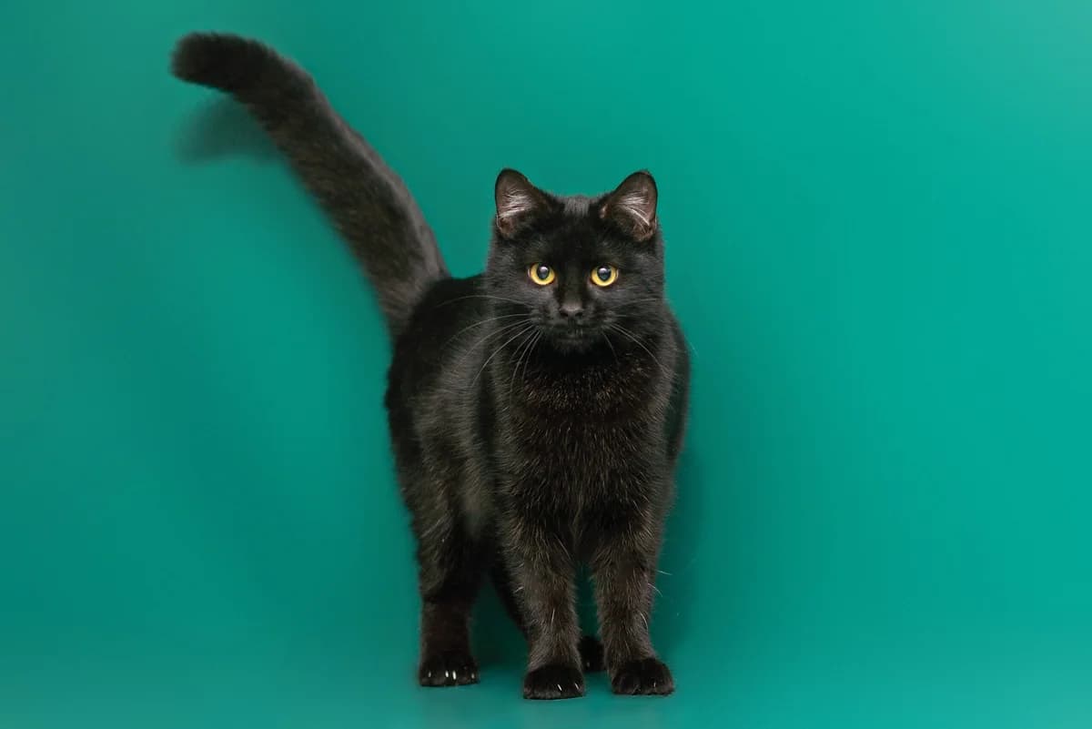 Tilli (Тіллі), female Mixed Breed for adoption at Dobri Ruky, Kyiv