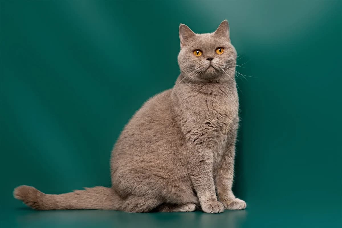 Guliya (Гулія), female Mixed Breed for adoption at Dobri Ruky, Kyiv