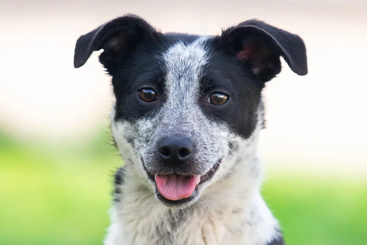 Bri (Брі), female Mixed Breed for adoption at Dobri Ruky, Kyiv