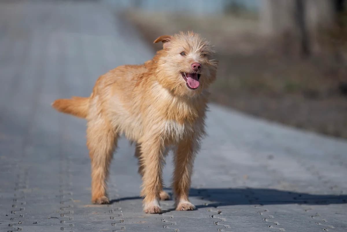 Billi (Біллі), male Mixed Breed for adoption at Dobri Ruky, Kyiv