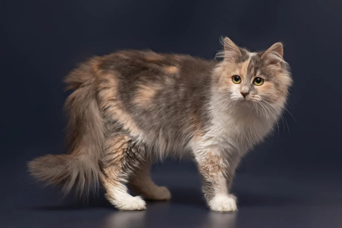 Edzhina (Еджина), female Mixed Breed for adoption at Dobri Ruky, Kyiv