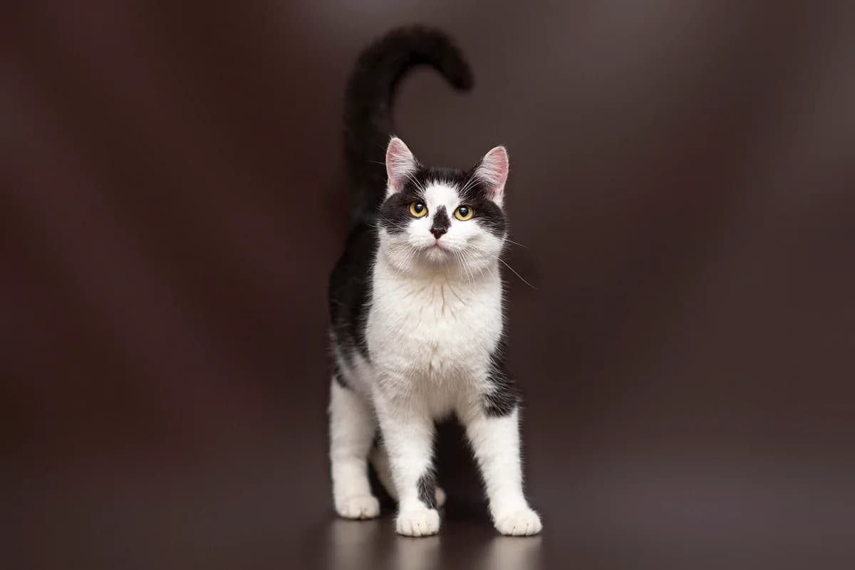 Fester (Фестер), male Mixed Breed for adoption at Dobri Ruky, Kyiv