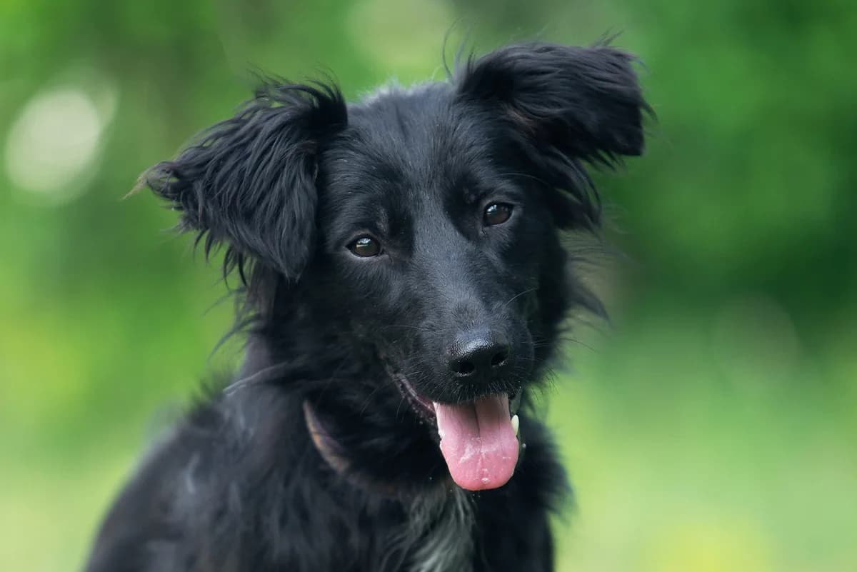 Vlasta (Власта), female Mixed Breed for adoption at Dobri Ruky, Kyiv
