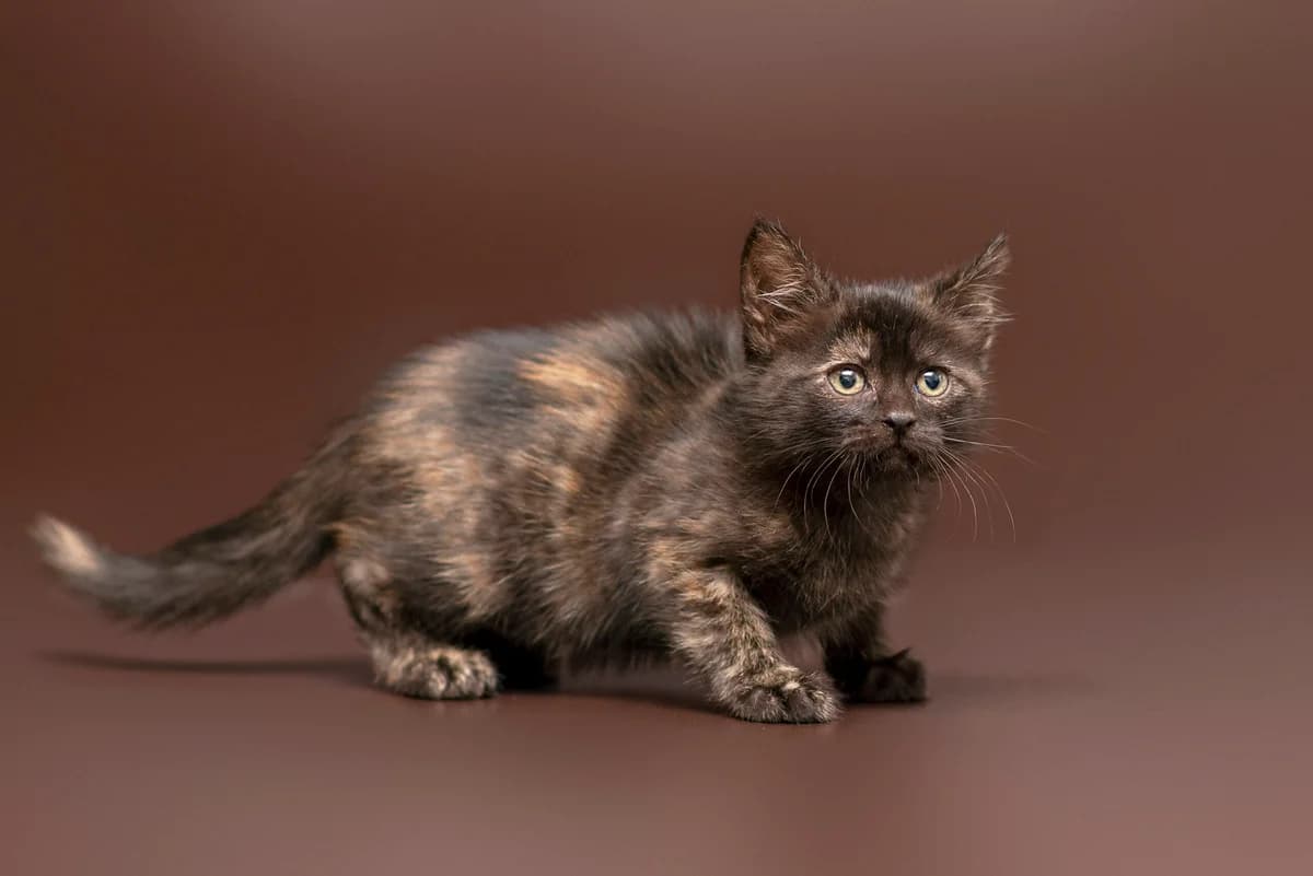 Zifa (Зіфа), female Mixed Breed for adoption at Dobri Ruky, Kyiv