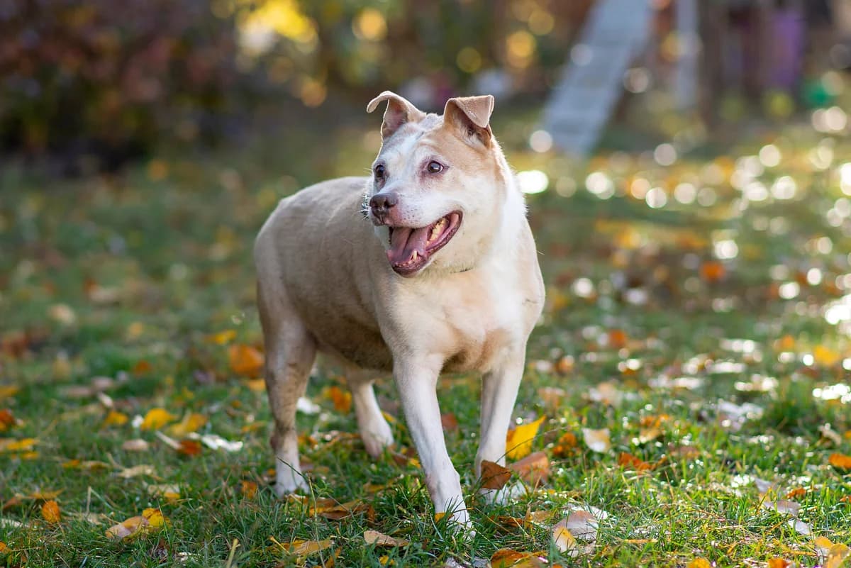 Nashi osoblivi tvarini (Cheysi) (Наші особливі тварини (Чейсі)), Mixed Breed for adoption at Dobri Ruky, Kyiv