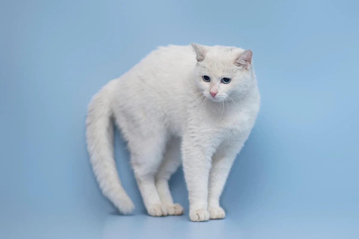 B’yanka (Б’янка), female Mixed Breed for adoption at Dobri Ruky, Kyiv