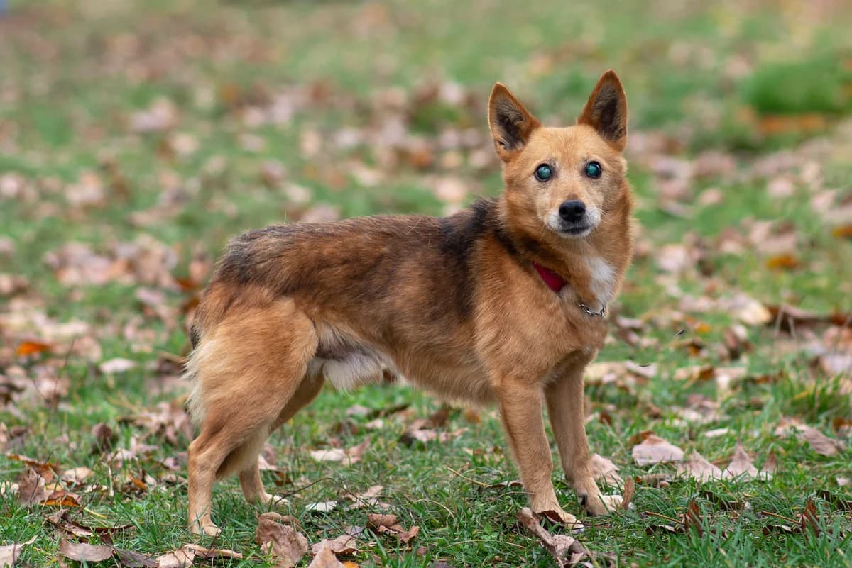 Yerosha (Єроша), Mixed Breed for adoption at Dobri Ruky, Kyiv