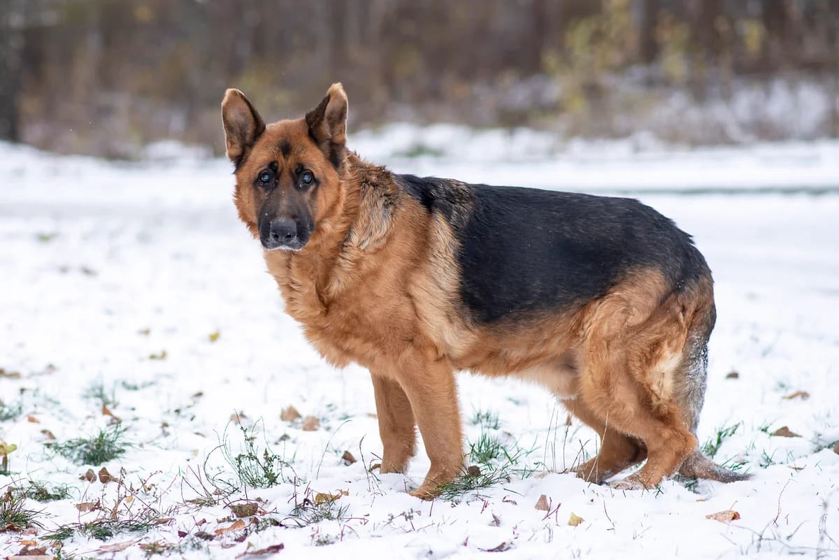 Nashi osoblivi tvarini (Miron) (Наші особливі тварини (Мірон)), Mixed Breed for adoption at Dobri Ruky, Kyiv
