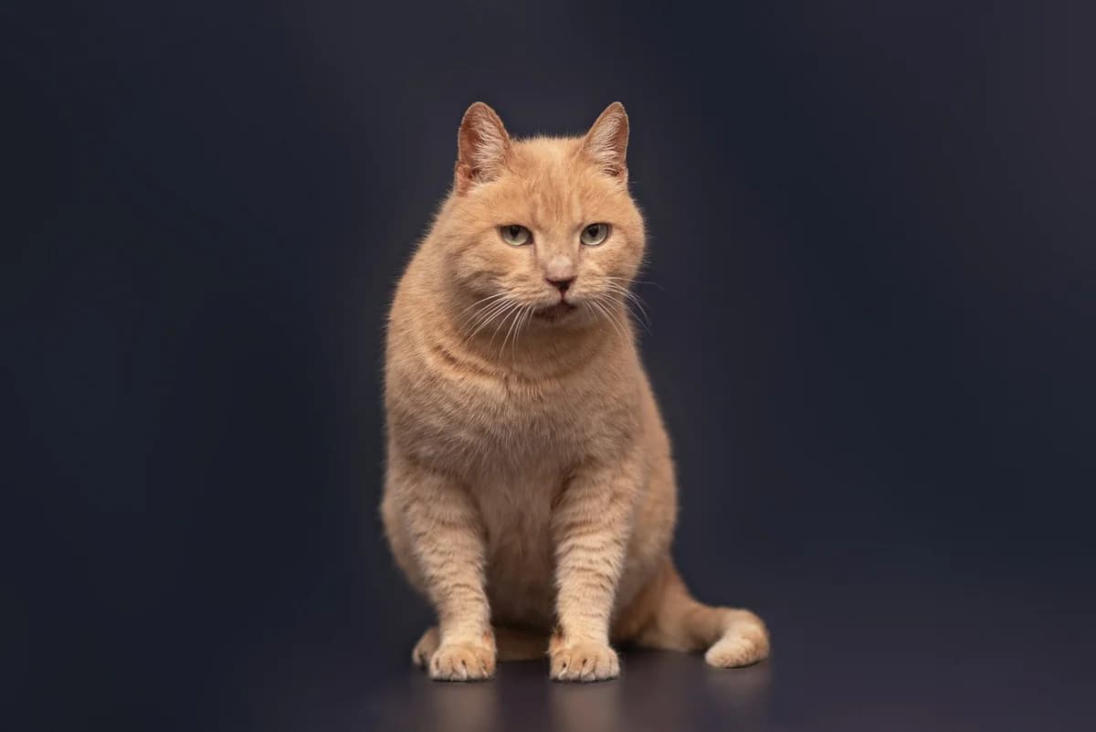Vinni (Вінні), male Mixed Breed for adoption at Dobri Ruky, Kyiv
