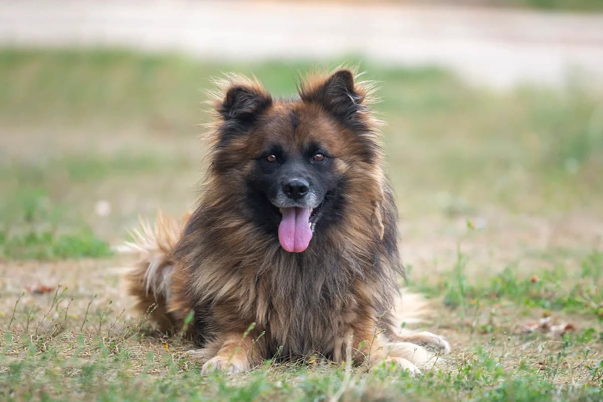 Darius (Даріус), male Mixed Breed for adoption at Dobri Ruky, Kyiv