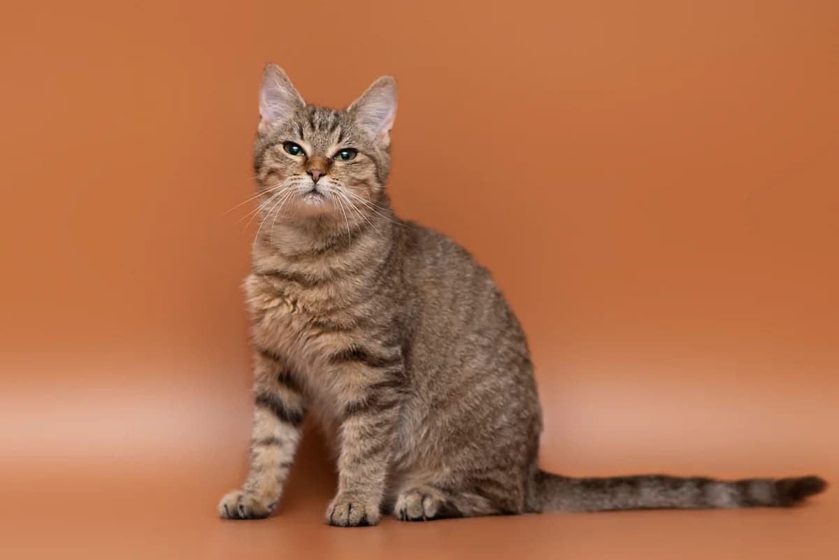 Odri (Одрі), female Mixed Breed for adoption at Dobri Ruky, Kyiv