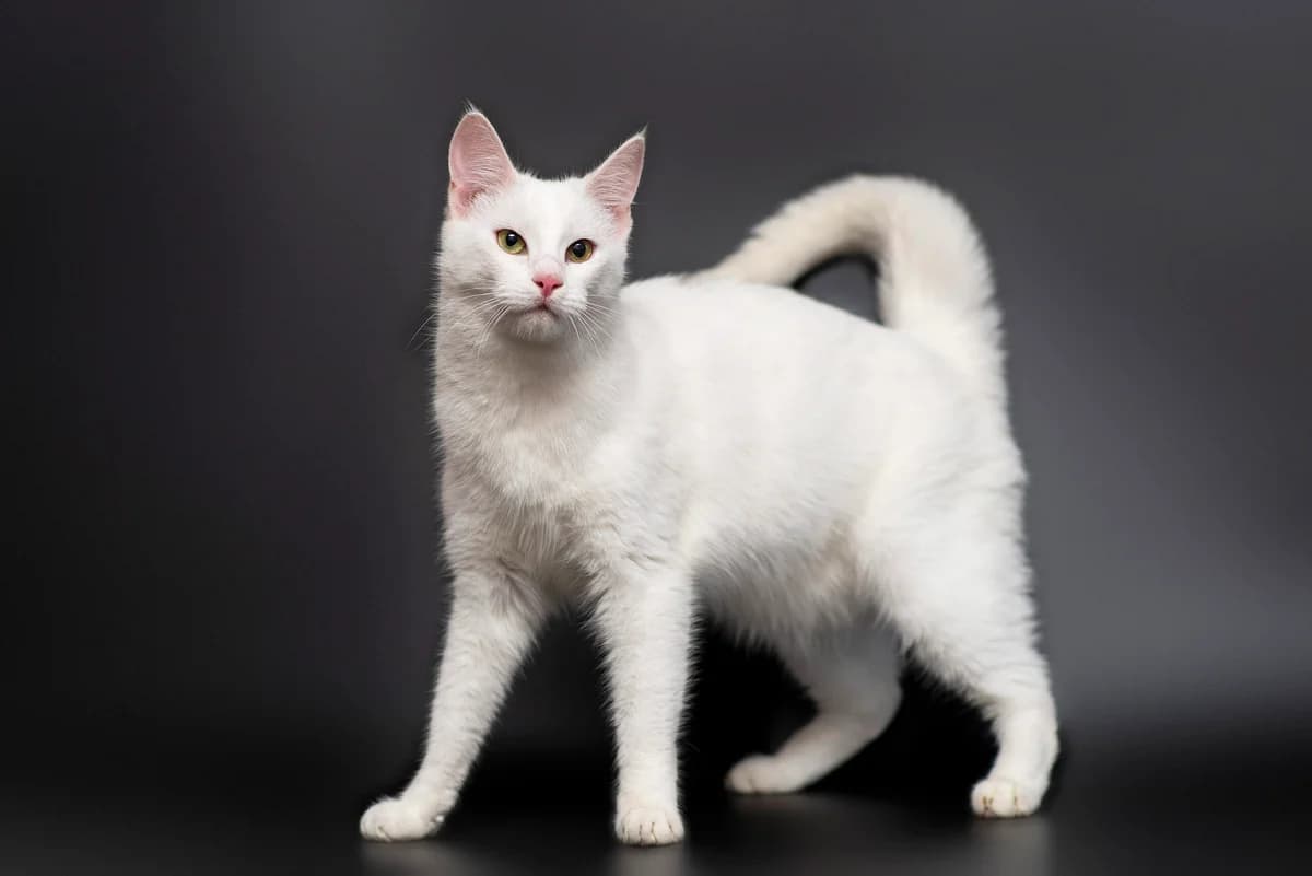 Donat (Донат), male Mixed Breed for adoption at Dobri Ruky, Kyiv