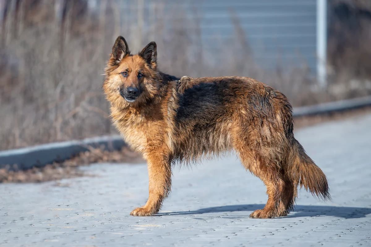 Dana (Дана), female Mixed Breed for adoption at Dobri Ruky, Kyiv