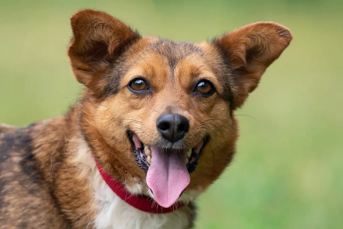 Greysi (Грейсі), female Mixed Breed for adoption at Dobri Ruky, Kyiv