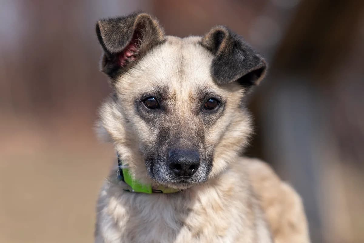Tay (Тай), male Mixed Breed for adoption at Dobri Ruky, Kyiv