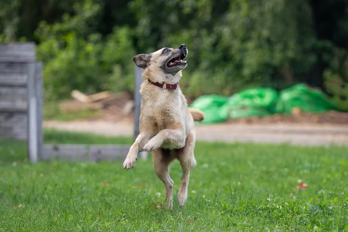 Tay (Тай), male Mixed Breed for adoption at Dobri Ruky, Kyiv
