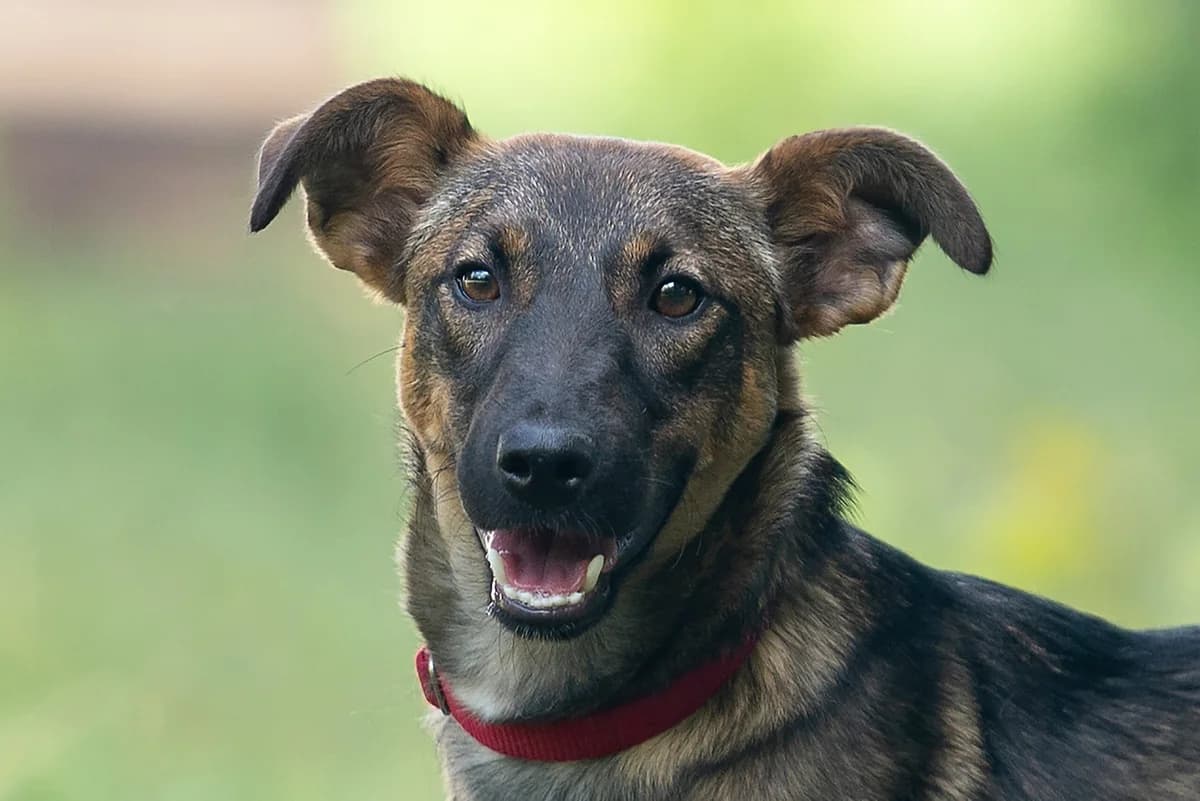 Dyuna (Дюна), female Mixed Breed for adoption at Dobri Ruky, Kyiv