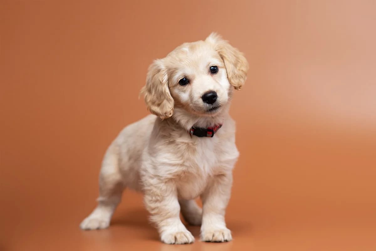 Peydzh (Пейдж), female Mixed Breed for adoption at Dobri Ruky, Kyiv