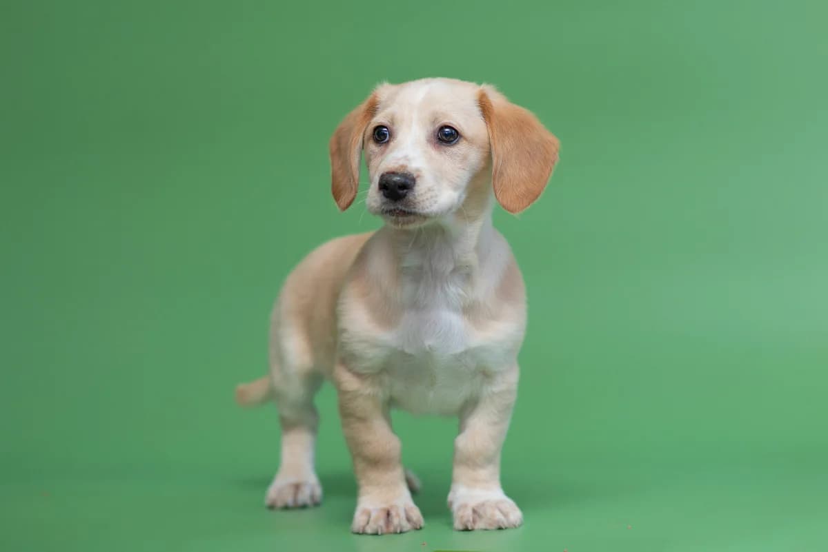 Pesey (Песей), male Mixed Breed for adoption at Dobri Ruky, Kyiv