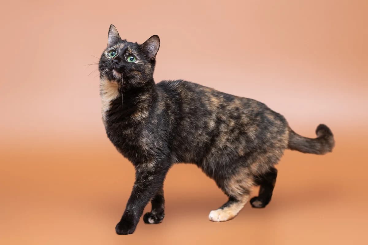 Vivian (Вівіан), female Mixed Breed for adoption at Dobri Ruky, Kyiv