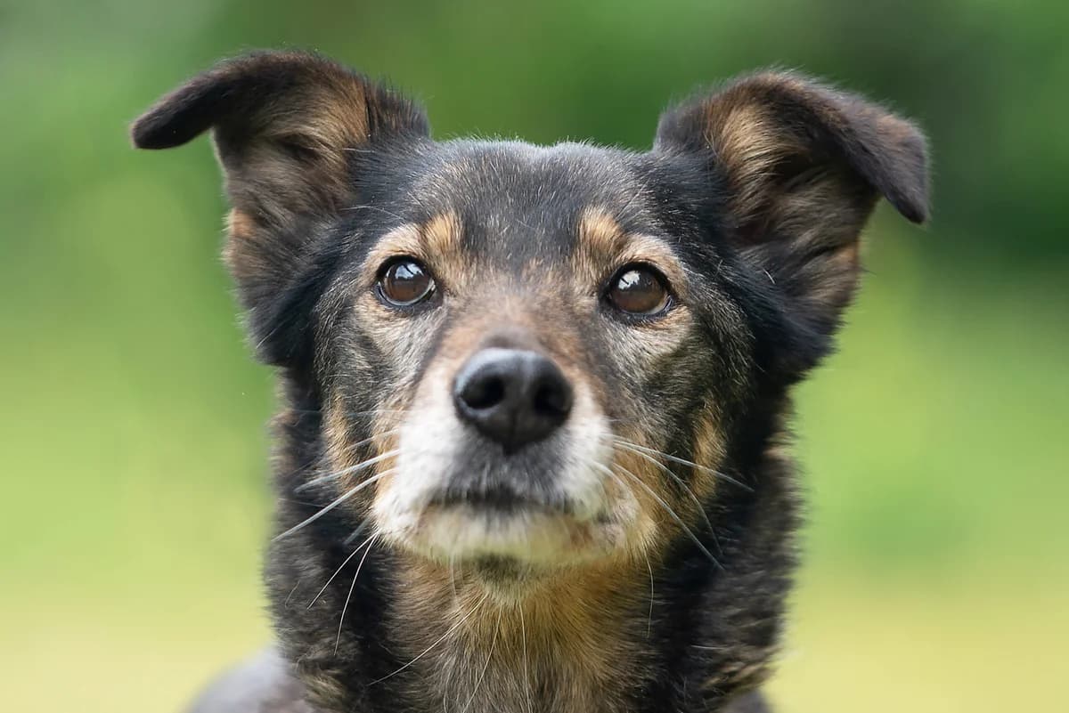 Venta (Вента), female Mixed Breed for adoption at Dobri Ruky, Kyiv