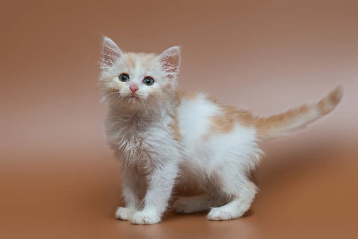 Busya (Буся), female Mixed Breed for adoption at Dobri Ruky, Kyiv