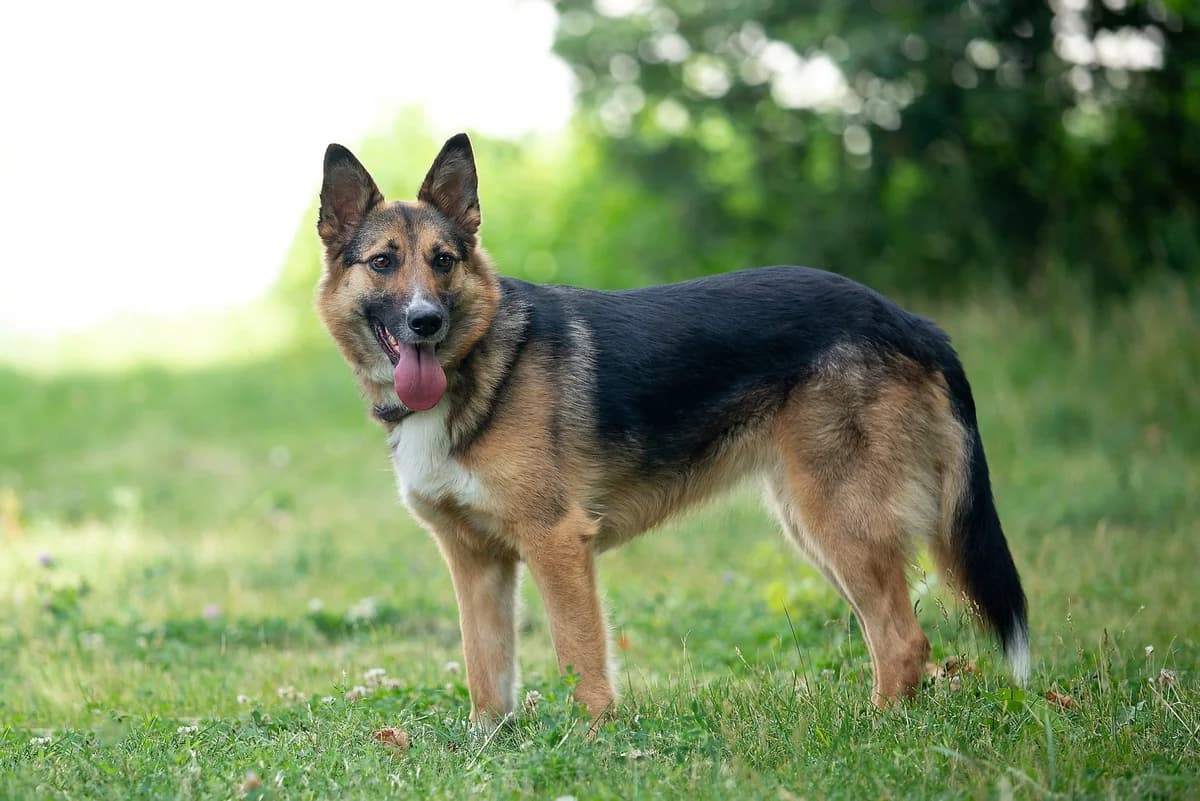 Bona (Бона), female Mixed Breed for adoption at Dobri Ruky, Kyiv