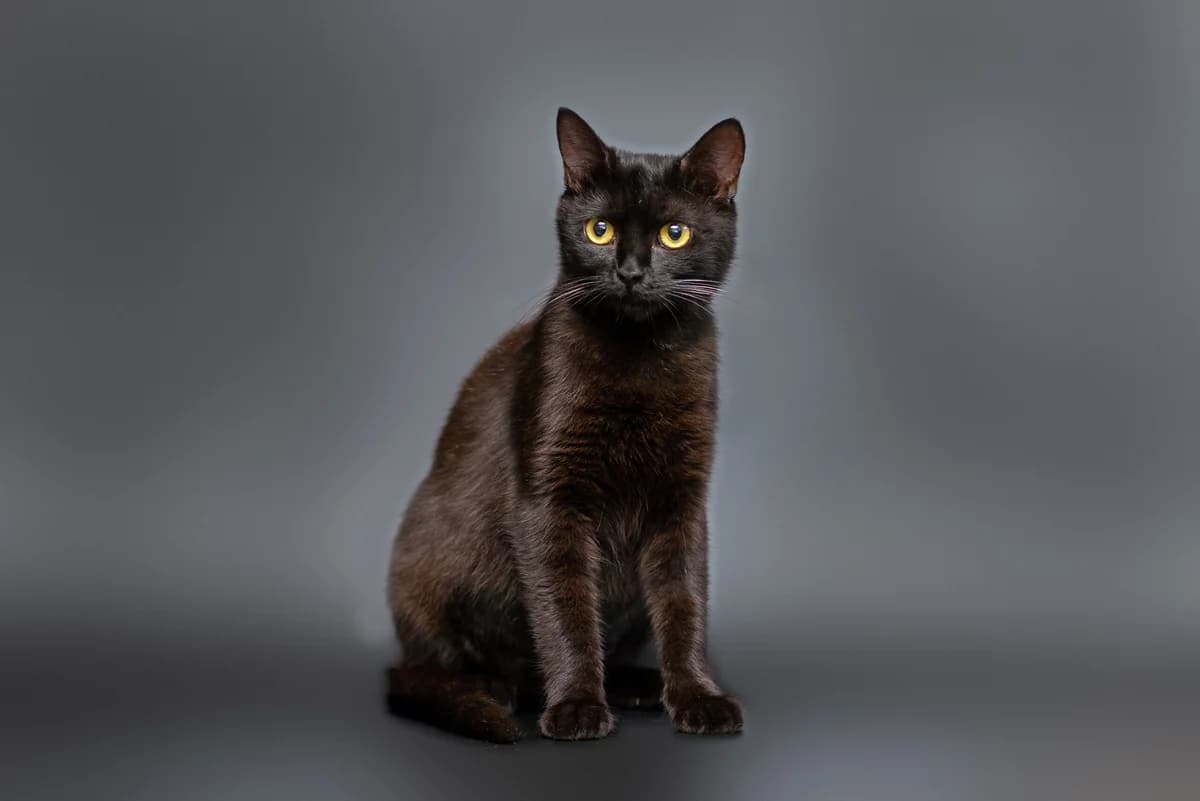 Dzhidzhi (Джіджі), female Mixed Breed for adoption at Dobri Ruky, Kyiv
