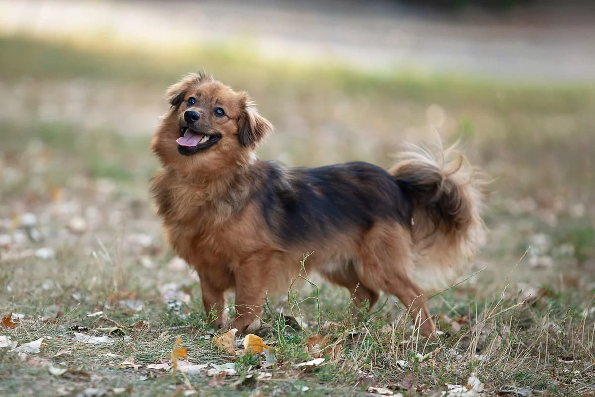 Chips (Чіпс), male Mixed Breed for adoption at Dobri Ruky, Kyiv