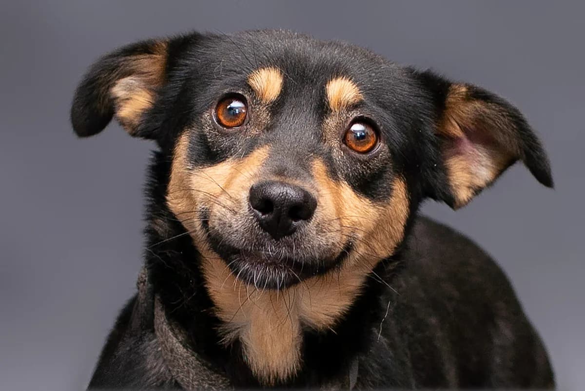 Fyuri (Фьюрі), female Mixed Breed for adoption at Dobri Ruky, Kyiv