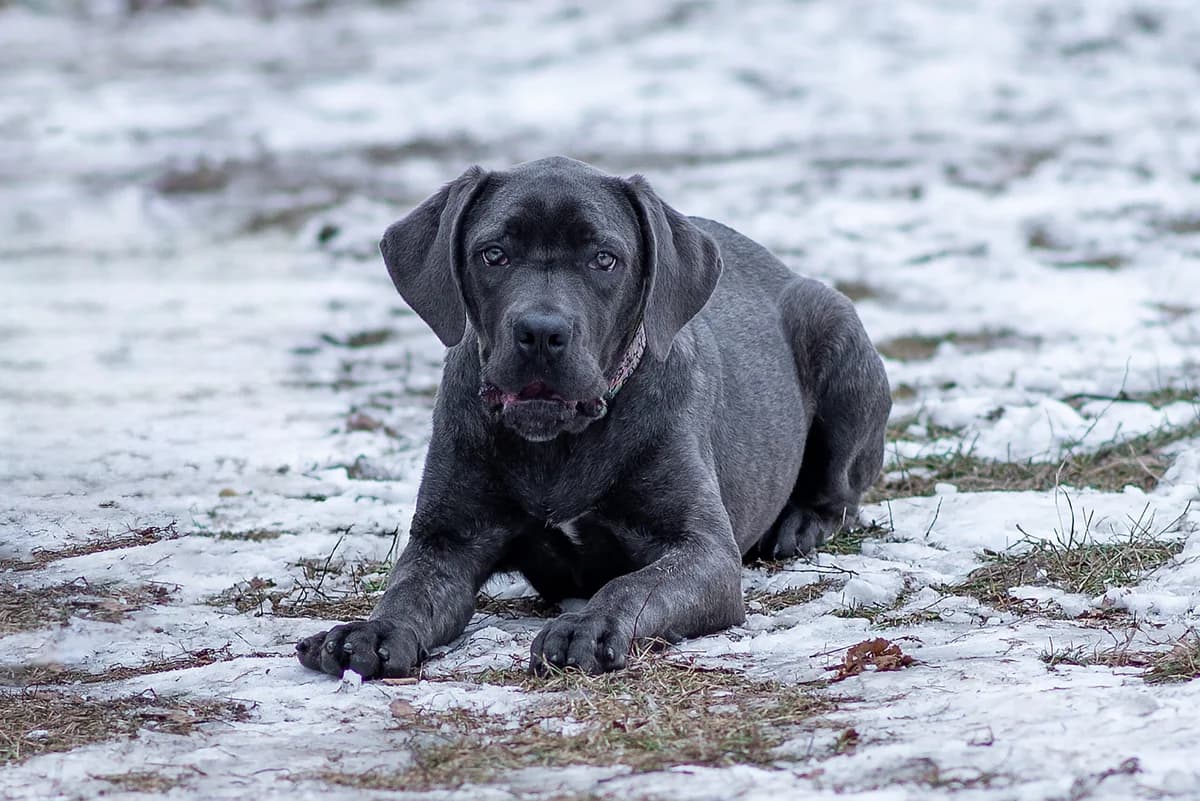 Tora (Тора), female Mixed Breed for adoption at Dobri Ruky, Kyiv