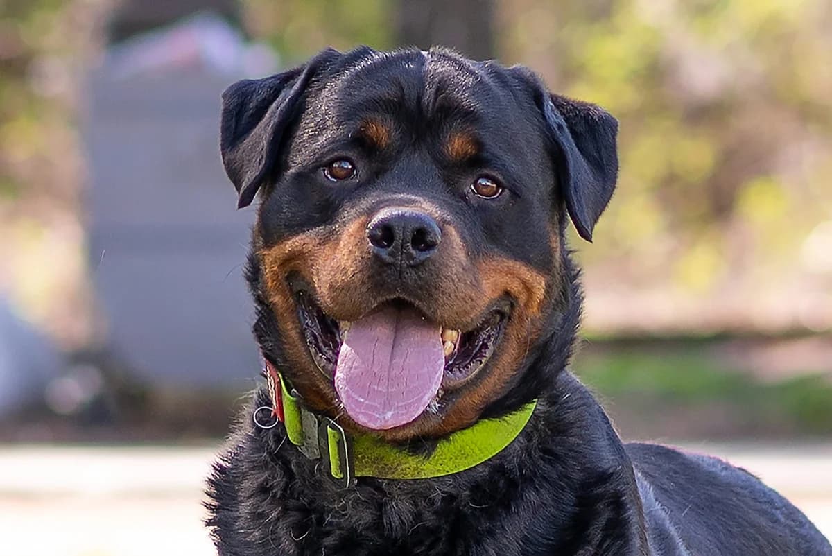 Guchchi (Гуччі), male Mixed Breed for adoption at Dobri Ruky, Kyiv