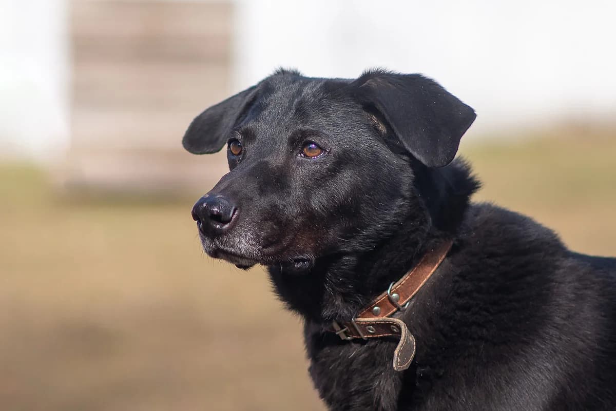 Norik (Норік), male 7yo Mixed Breed for adoption at Dobri Ruky, Kyiv
