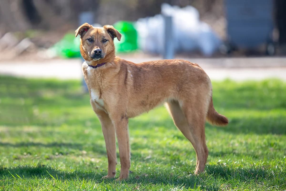Edis (Едіс), female Mixed Breed for adoption at Dobri Ruky, Kyiv