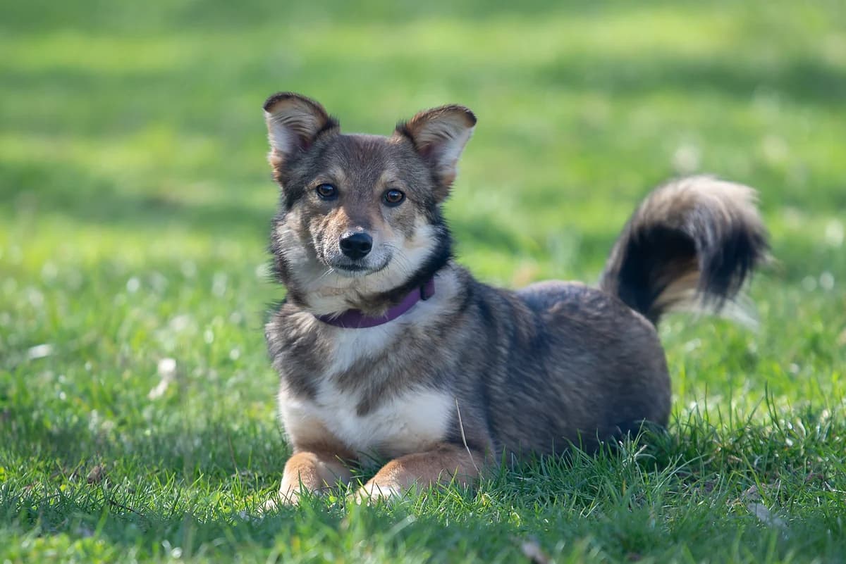 Flabi (Флабі), female Mixed Breed for adoption at Dobri Ruky, Kyiv