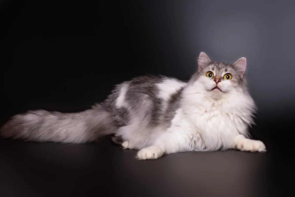Tina (Тіна), female Mixed Breed for adoption at Dobri Ruky, Kyiv